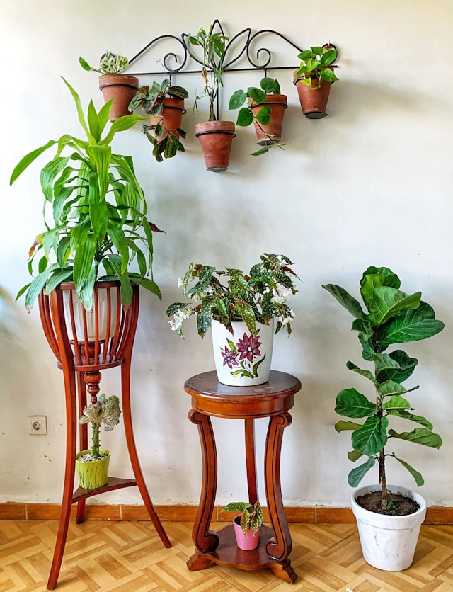 Plant Stand Buying Guide: How to Choose Size, Height, Material, Capacity, and Placement