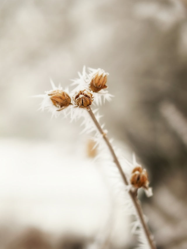 Plant Stand Care Guide: Cleaning Metal, Wood, Aluminum, Glass, Rattan, and Decorative Surfaces