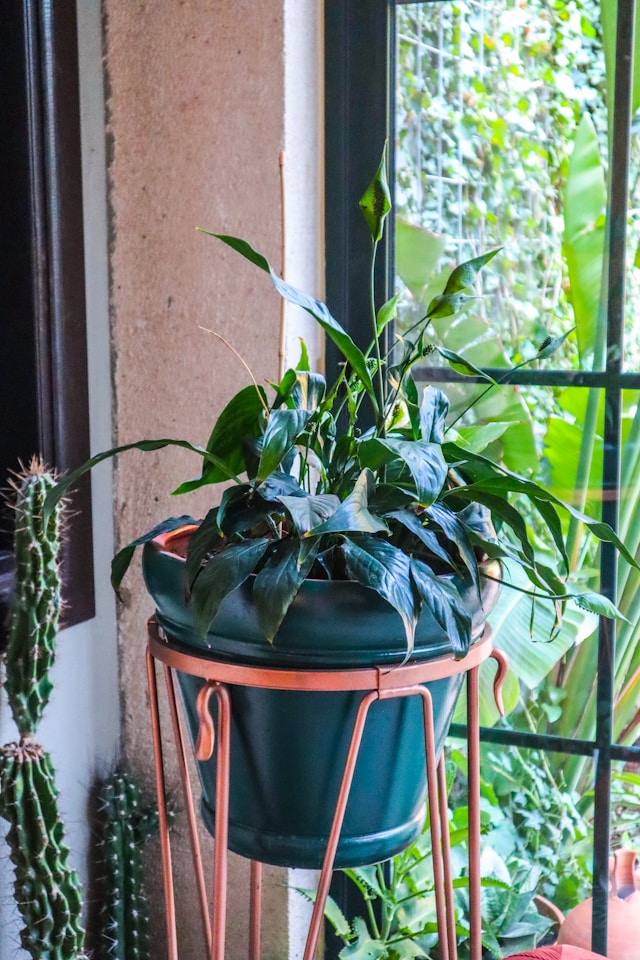 One-Pack, Two-Pack, Three-Pack, and Four-Pack Plant Stands: Choosing the Right Quantity