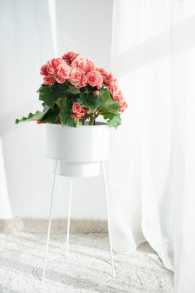 Wrought Iron Plant Stands: What to Know About Weight, Finish, Stability, and Maintenance