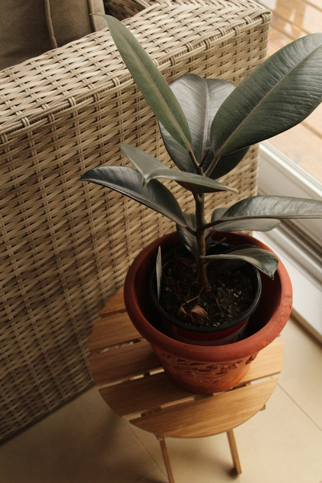 Aluminum Plant Stands: Comparing Lightweight Construction, Rust Resistance, and Outdoor Use