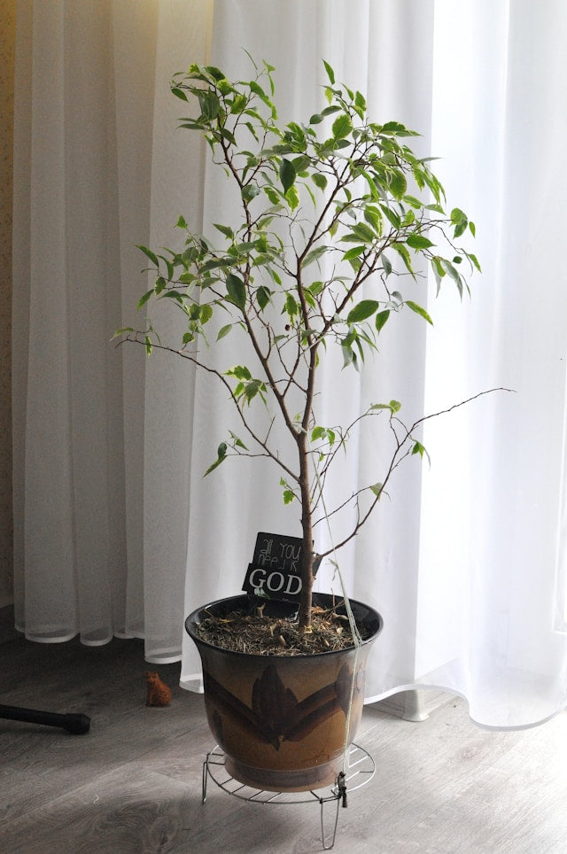 Decorative Scrollwork Plant Stands: Balancing Ornament, Pot Fit, and Stability