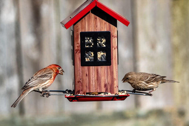 Bird Feeding & Watering Supplies: A Practical Backyard Setup Guide