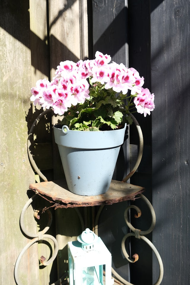 Three-Tier Plant Stands: Placement Ideas for Living Rooms, Balconies, Patios, and Porches