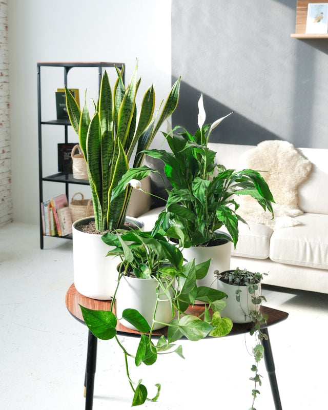 Plant Stands for Living Rooms: Coordinating Pots, Furniture, Light, and Floor Space