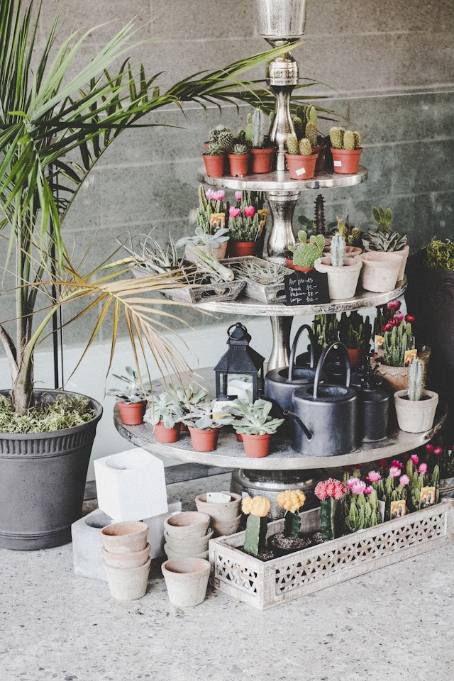 Plant Stands for Succulents: Pot Size, Shelf Spacing, Light, and Water Management