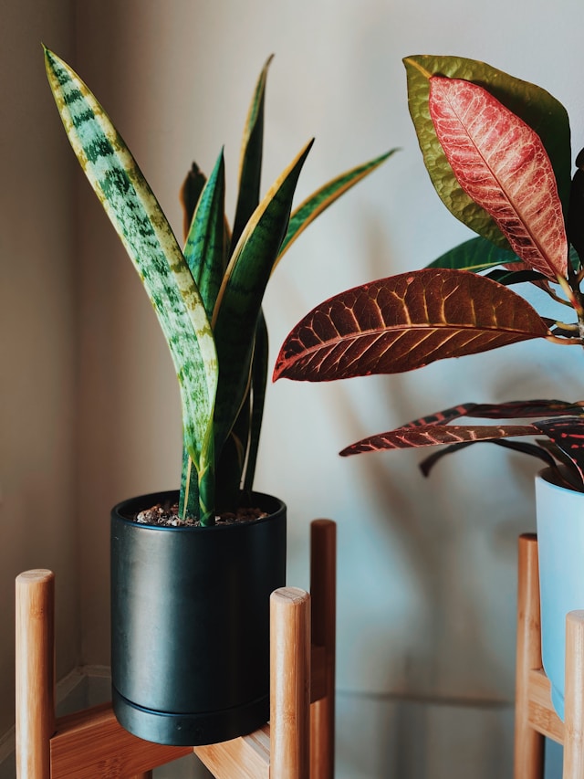 Plant Stands for Large Plants: Base Diameter, Center of Gravity, and Floor Protection