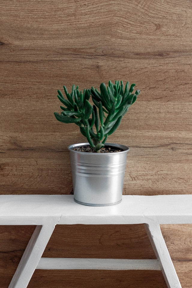 Florist Display Plant Stands: Organizing Plants by Height, Color, Watering, and Customer Access  English SEO Keywords: florist display plant stand, flower sho