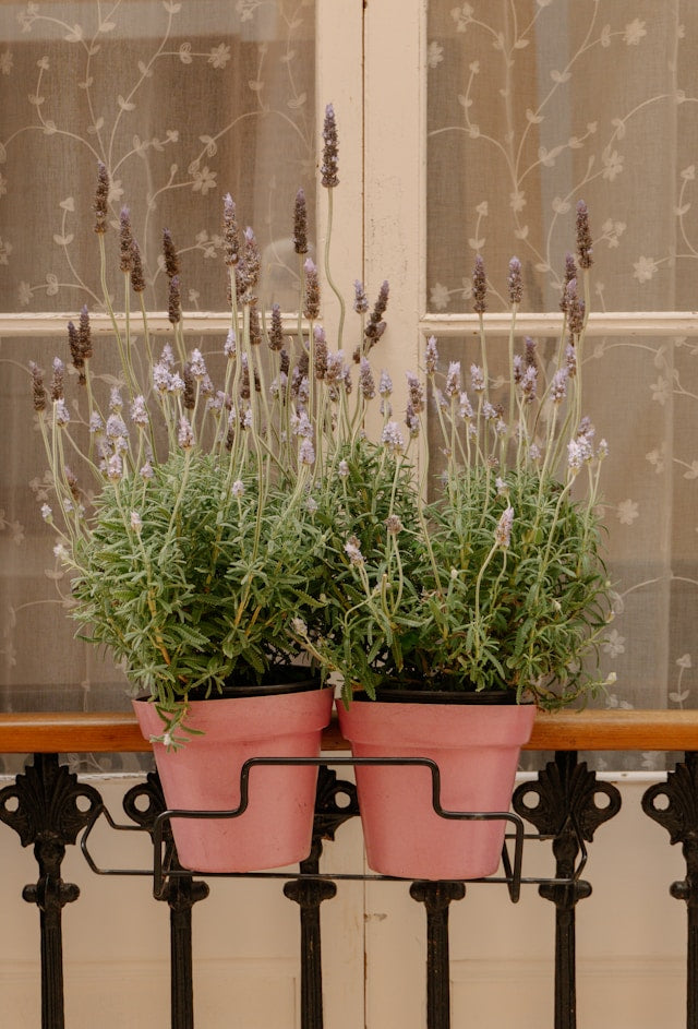 Plant Stand Shelf Spacing Guide: How to Prevent Leaves, Pots, and Watering Tools from Colliding