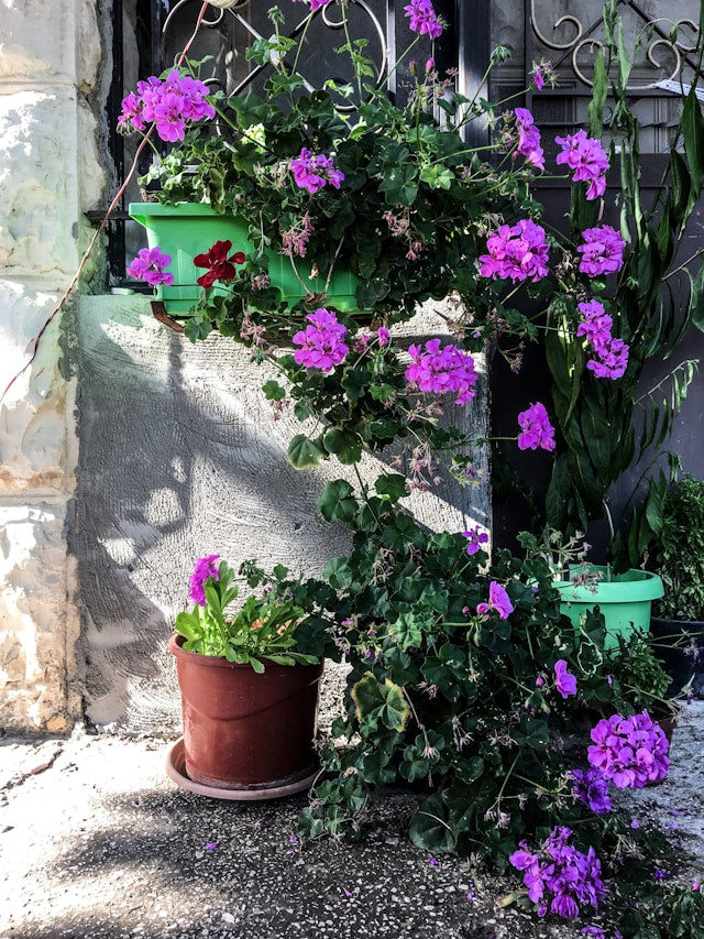 How to Arrange Plants on a Multi-Tier Stand for Balanced Light and Visual Weight
