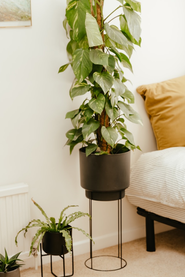 Heavy-Duty Plant Stands: Understanding Weight Capacity, Stability, and Safe Pot Placement
