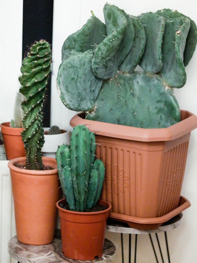 Welcome Planter Basket Stands with Coco Liners: Placement, Drainage, and Sign Visibility