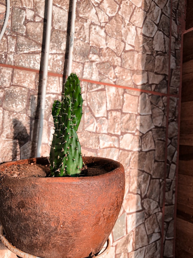 Bicycle and Tricycle Planter Stands: How to Arrange Three Pots for Outdoor Decorative Displays