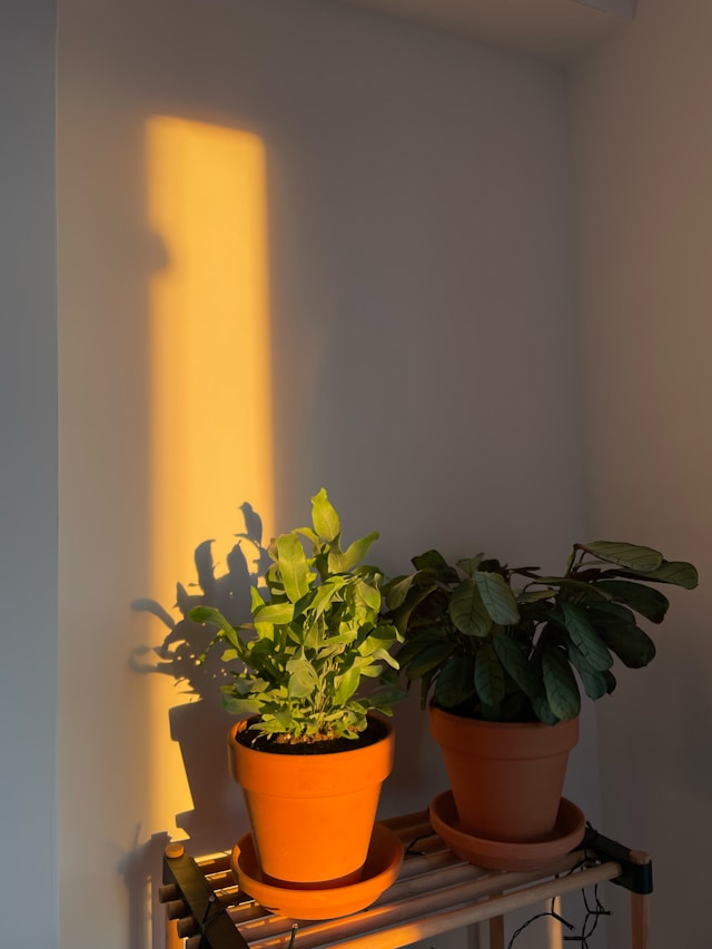Rattan-Style Plant Stools with Metal Legs: Pot Fit, Floor Protection, and Indoor Styling