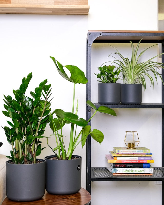 Plant Stand Drainage Guide: Saucers, Trays, Watering, and Protecting Floors from Moisture