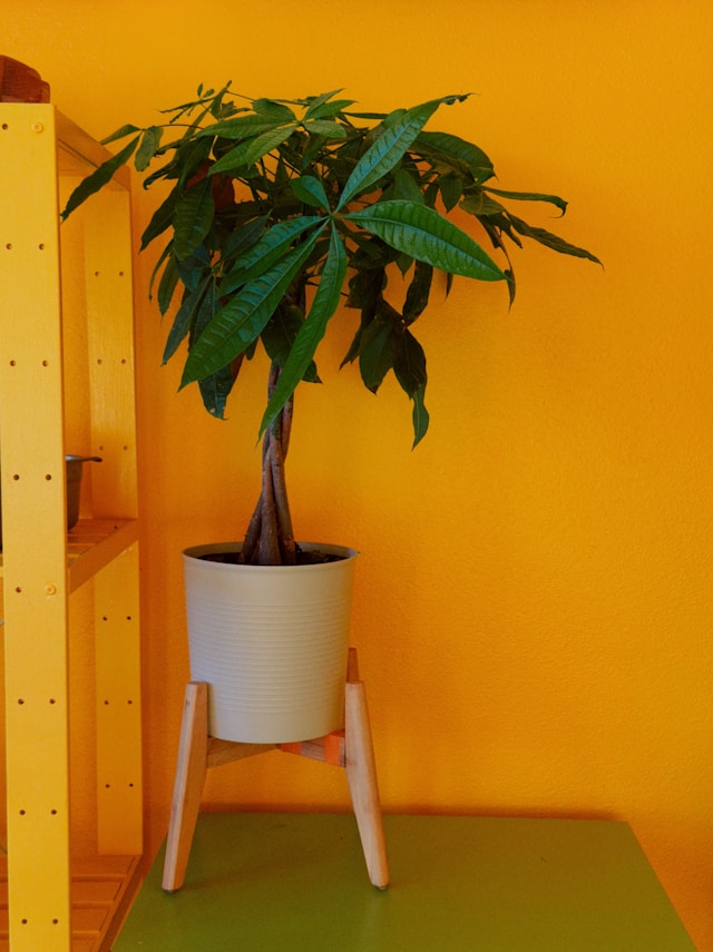 Rust-Resistant and Rustproof Plant Stands: What These Terms Mean for Indoor and Outdoor Use