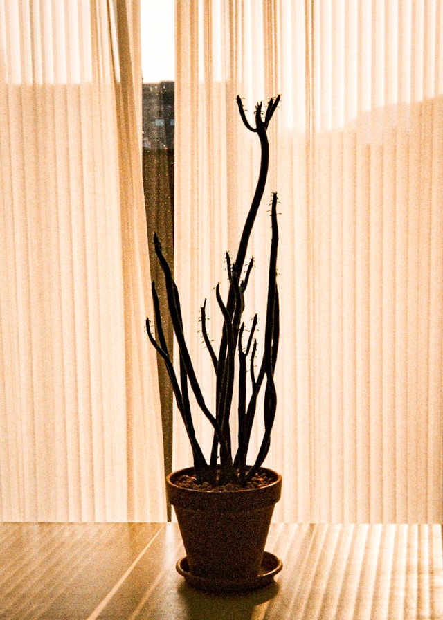Reusable Plant Display Planning Guide: Rotation, Maintenance, Replacement, and Long-Term Use