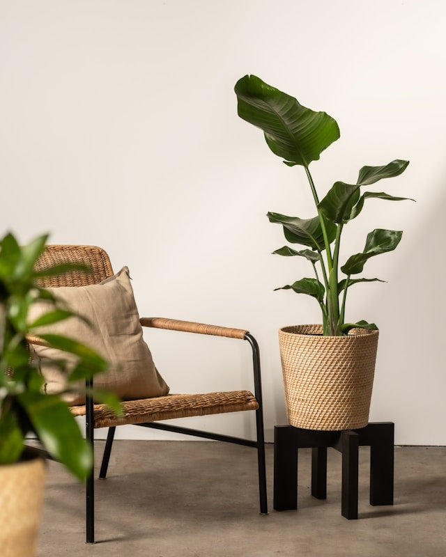 Common Plant Stand Buying Mistakes: Wrong Pot Size, Unstable Feet, Overloading, and Poor Placement