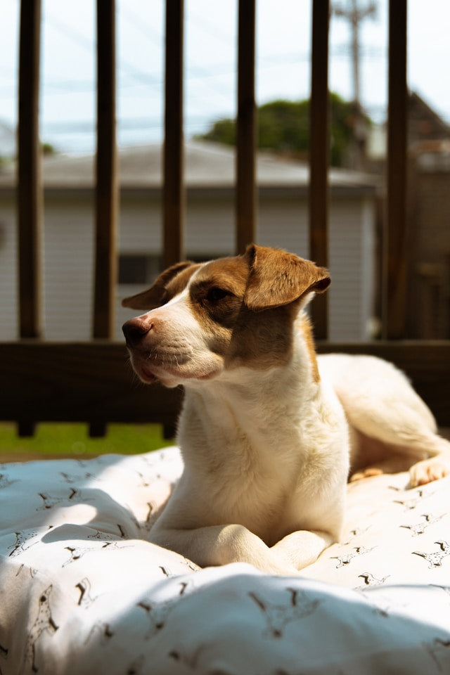 How to Create a Pet-Friendly Outdoor Living Area