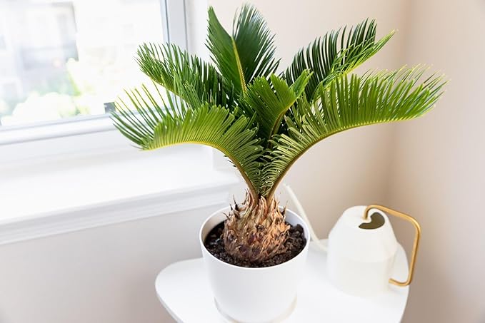 GARDENERA SOGO Palm Plant Potting Soil - Enhance Beauty and Health with Professional Grade Nutrient-Rich Mix - 3 Quart