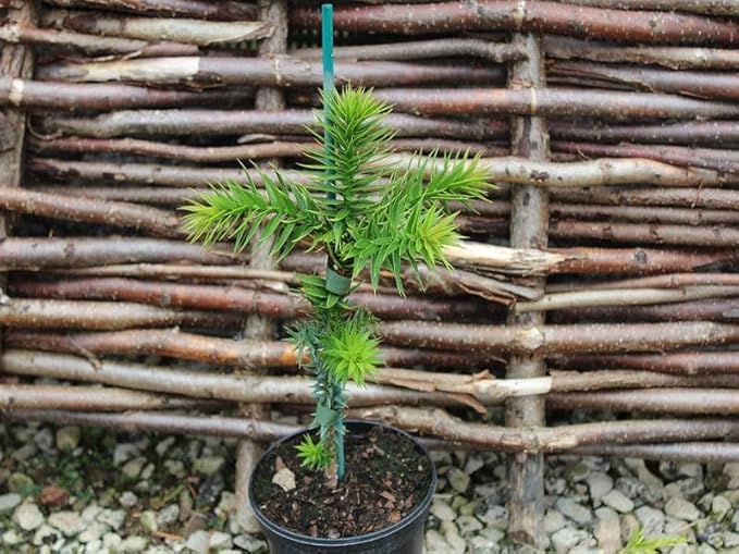 GARDENERA Premium Araucaria Potting Soil Mix - Perfect Balance of Nutrients, Drainage, and Aeration for Healthy Araucaria Trees - 10 Quart