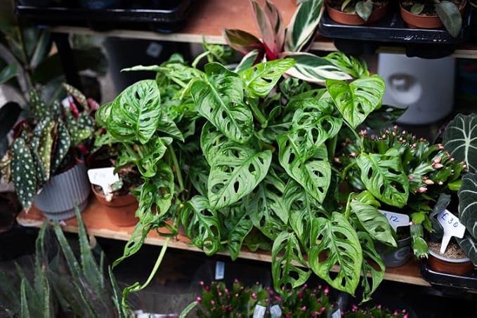 Gardenera Premium Swiss Cheese Plant Potting Mix - Monstera Deliciosa Blend for Optimal Nutrients and Drainage for Healthy Growth - 4 Quart