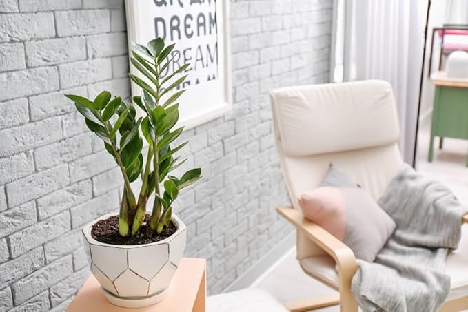 Gardenera Zamioculcas Potting Mix - Promote Strong Roots and Captivating Foliage with Our Premium Blend - 4 QUART