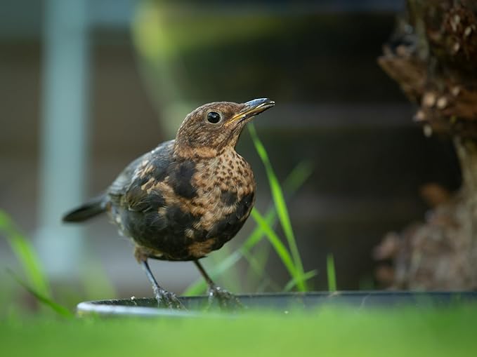 Birdseed Cylinders with Hole - Bird Seed for Outside Wild Birds (Small Cylinder, Bandit Buster 1pc)