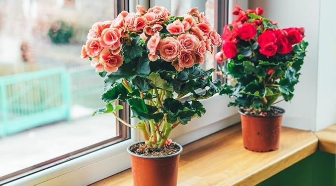Gardenera Begonia Potting Mix - Unlock Robust Growth and Enchanting Blossoms with Our High-Performance Formula - 20 Quart