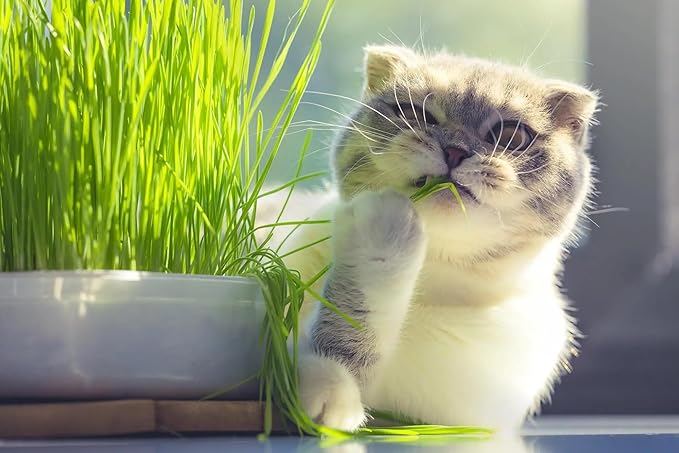 Gardenera Cat Grass Growing Medium - Provide Your Cat with a Fun and Healthy Source of Greens - 20 QUARTS