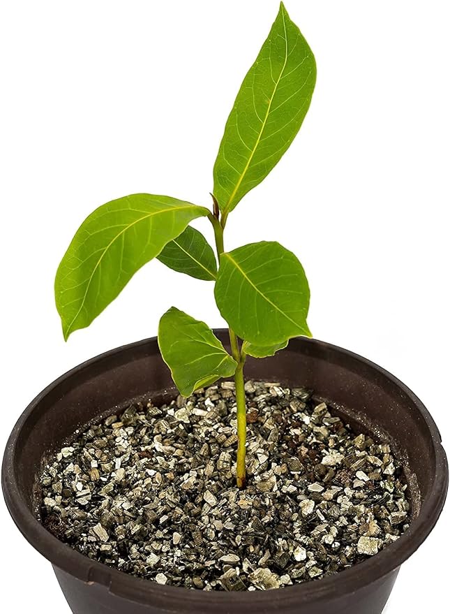 Horticultural Organic Vermiculite by GARDENERA - (Made in Ukraine) - Medium Grade - Natural Soil Additive for Potted Plants, Orchids, Hydroponics, Terrariums (1 Quart)