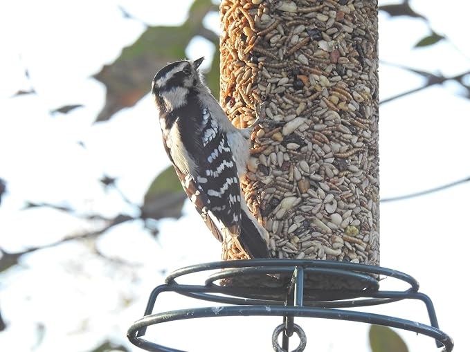 JCs Wildlife Bugs, Nuts and Berries Premium Bird Seed Small Cylinder with Hole, 1.5 lb (4 Cylinder)