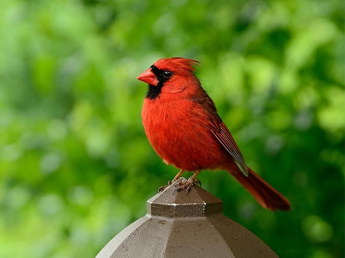 Birdseed Cylinders with Hole - Bird Seed for Outside Wild Birds (Small Cylinder, Neat Beak 1pc)