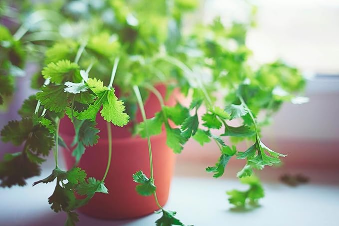 Premium Cilantro Plant Soil Mix by Gardenera - Stimulate Growth and Intensify Flavor with Nourishing Formula - 5 Quart