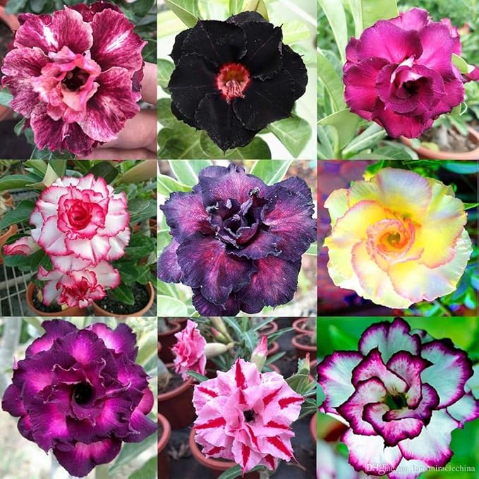 Organic Desert Rose Potting Mix by Gardenera - Nourish Your Adenium with The Finest Soil - 2 QUARTS