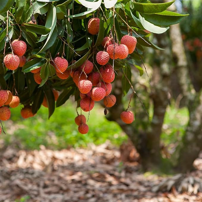 GARDENERA Premium Lychee Potting Soil Mix - Perfect Balance of Nutrients, Drainage, and Aeration for Thriving Lychee Trees - 10 Quart