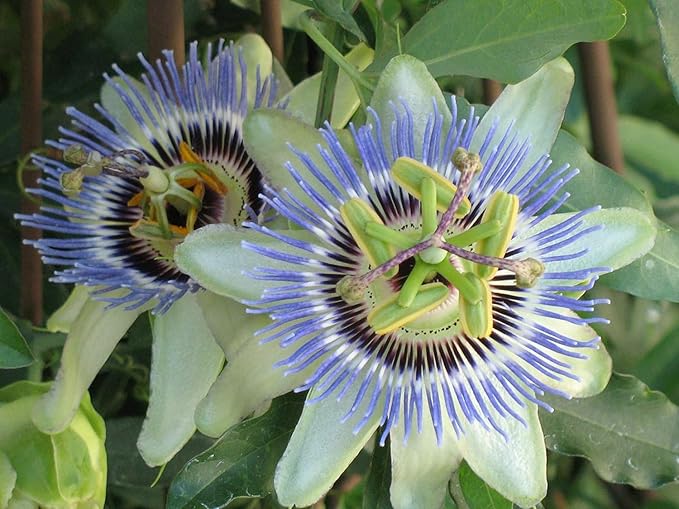 GARDENERA Premium Passion Fruit Potting Soil Mix - Perfect Balance of Nutrients, Drainage, and Aeration for Thriving Passion Fruit Vines - 3 Quart