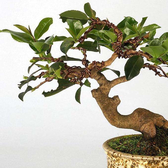Quality Bronze Long Lasting Bonsai Training Wire Set of 3 Sizes - 1.0mm, 1.5mm, 2.0mm, Corrosion and Rust Resistant (32 Feet Each Size)