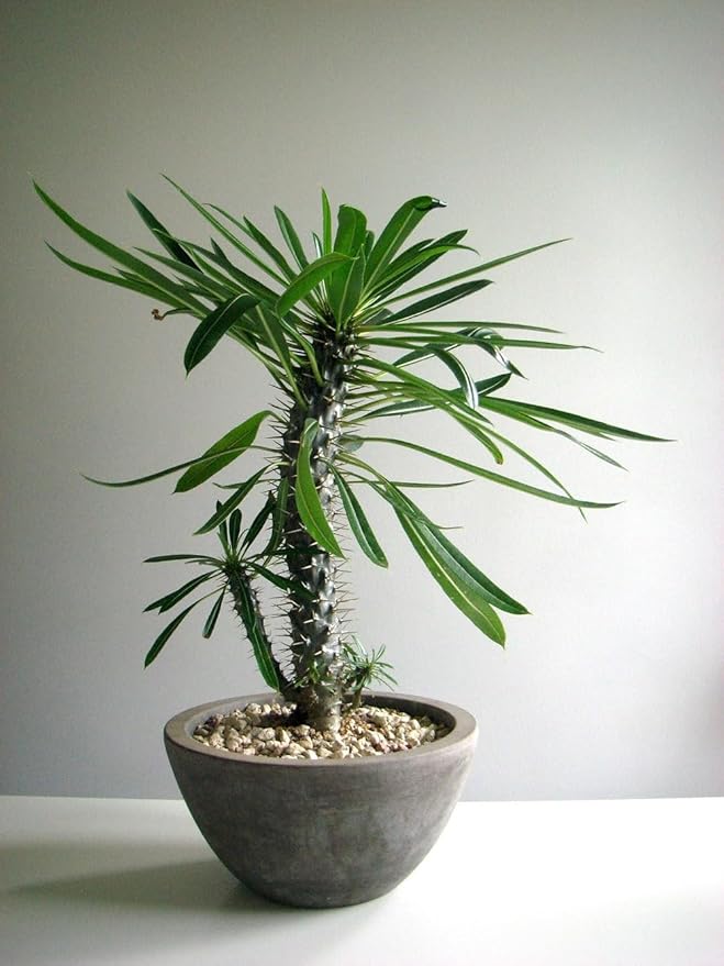 Gardenera Madagascar Palm Potting Mix - Unlock Robust Growth and Striking Form with Our High-Performance Formula - 20 Quart