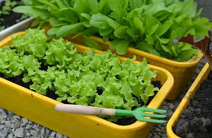 Gardenera Premium Potting Soil Blend for Lettuce Iceberg - The Ultimate Mix for Healthy, Vibrant, and Crisp Lettuce - 3 Quart