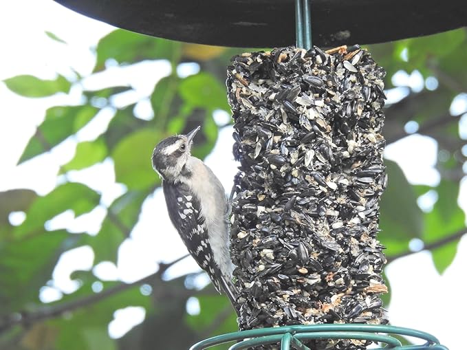 JCs Wildlife Wild Bird Blend Premium Bird Seed Small Cylinde with holer, 1.5 lb (2 Cylinder)