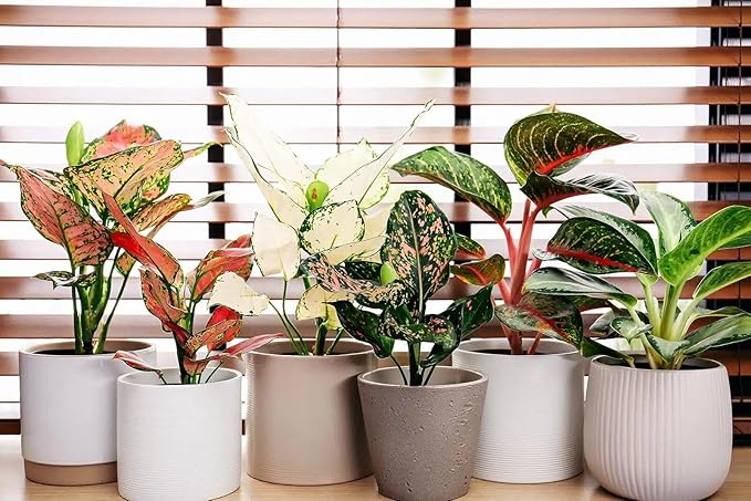 Gardenera Aglaonema Potting Mix - Promote Strong Roots and Vibrant Foliage with Our Premium Blend - 4 Quart, MAIN-AGLAONEMA-4QT