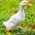 Realistic Duck Statues, Funny Duck Fence Decoration, Resin Duck Decor, Outdoor Animal Statue, Duck Sculpture, Perfect for Home Garden Stairs, Farm, Patio, Backyard (7 in)